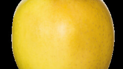 Golden Delicious Apfel | © OPST Obst Partner Steiermark GmbH 