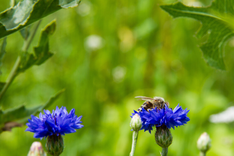 Hummel auf blauer Blüte | © Land schafft Leben