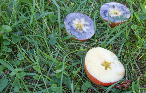 Aufgeschnittene Äpfel in der Wiese | © Land schafft Leben