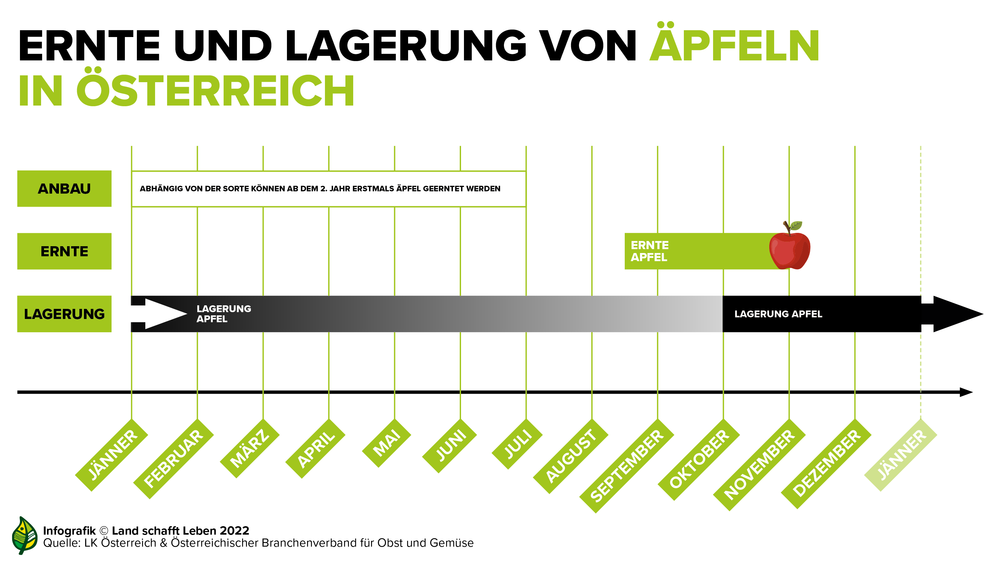 Infografik zur Ernte und Lagerung von Äpfeln in Österreich | © Land schafft Leben