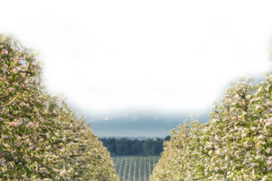 Apfelbäume | © Land schafft Leben