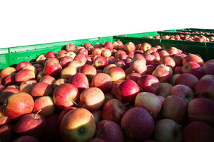 Mehrere Kisten voller Äpfel | © Land schafft Leben