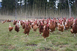 Hühner auf Wiese | © Land schafft Leben