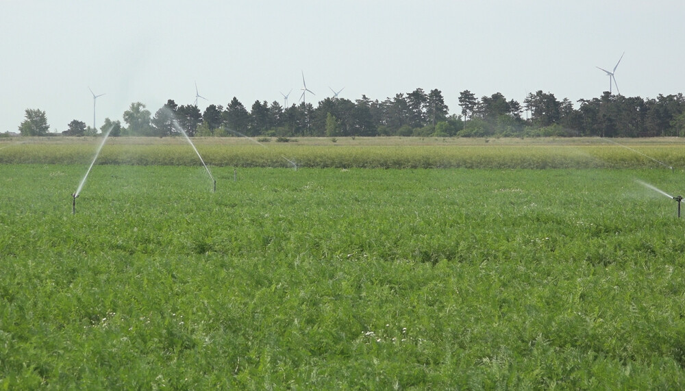Bewässerungsanlage auf Karottenfeld | © Land schafft Leben