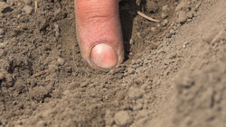 Finger zeigt auf Saatgut in Erde | © Land schafft Leben
