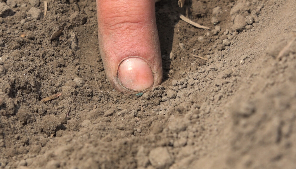 Finger zeigt auf Saatgut in Erde | © Land schafft Leben