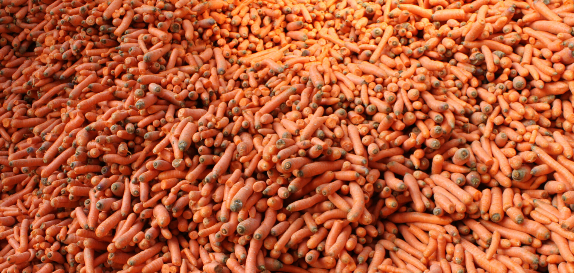 Viele Karotten auf einem Haufen | © Land schafft Leben