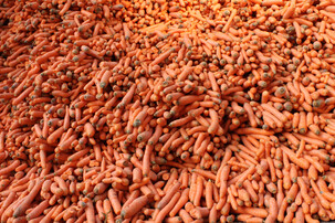 Haufen Karotten | © Land schafft Leben