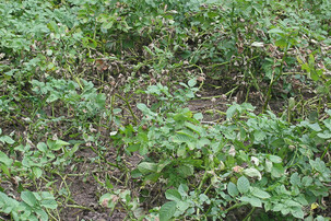Mit Kraut- und Knollenfäule befallene Kartoffelpflanzen | © Rasbak 14:22, 1 July 2007 (UTC) - Eigenes Werk, CC BY-SA 3.0, https://commons.wikimedia.org/w/index.php?curid=2330595