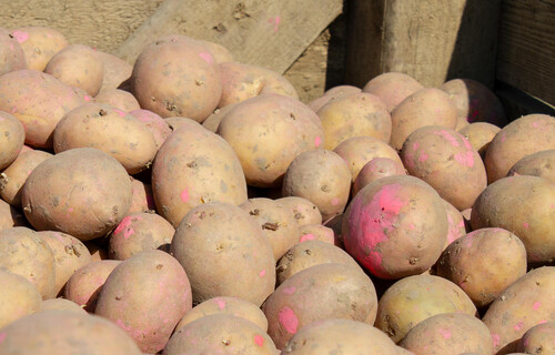 Mehrere Kartoffeln in Kiste | © Land schafft Leben