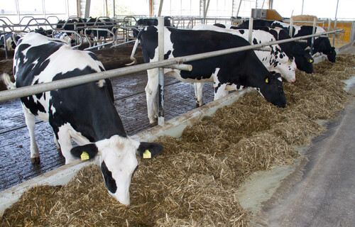 holstein | © Land schafft Leben, 2016 holstein | © Land schafft Leben, 2016