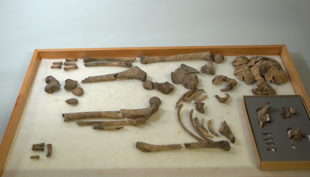 Prähistorische menschliche Knochen verteilt | © Land schafft Leben, 2021