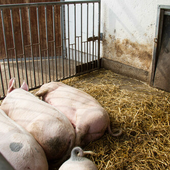 Vier Schweine auf Boden neben Stroh im Stall | © Land schafft Leben
