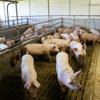 Mehrere Schweine im Stall | © Land schafft Leben