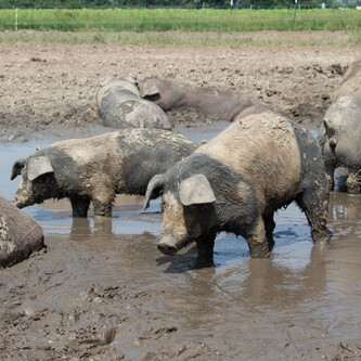 Mehrere Schweine in auf Wiese und im Matsch | © Land schafft Leben