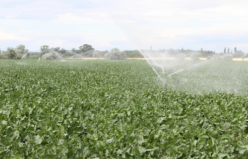 Zuckerrübenfeld wird von Bewässerungsanlage bewässert | © Land schafft Leben