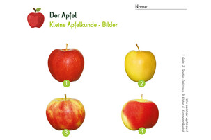 Arbeitsblatt zum Thema Apfel | © Land schafft Leben