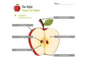 Arbeitsblatt zum Thema Apfel | © Land schafft Leben