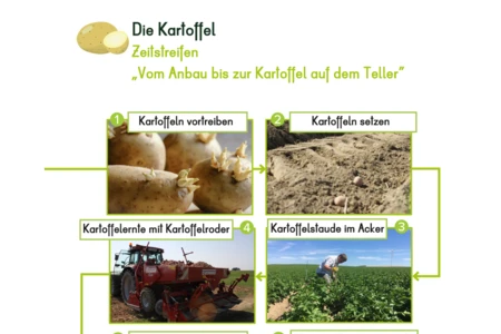 Kartoffel | Elementar- und Primarstufe