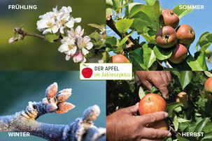 Arbeitsblatt Apfel –  verschiedene Jahreszeiten | © Land schafft Leben