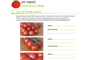 Arbeitsblatt Tomate | © Land schafft Leben