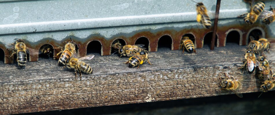 Fliegende Bienen auf einem Bienenstock. | © Land schafft Leben