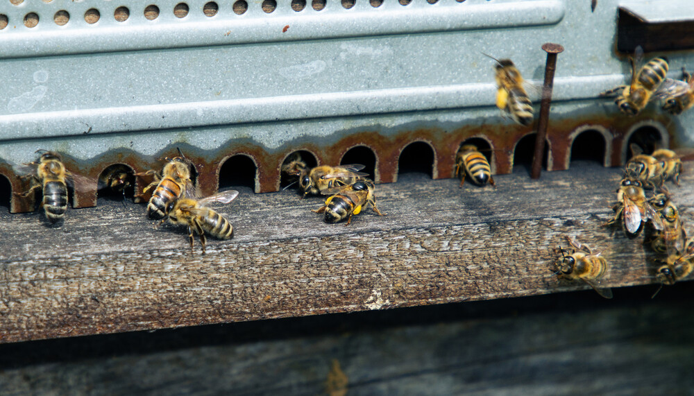 Fliegende Bienen auf einem Bienenstock. | © Land schafft Leben