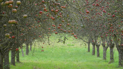 Streuobst | © Carina Laschober-Luif, www.landwirtschaftschmeckt.at