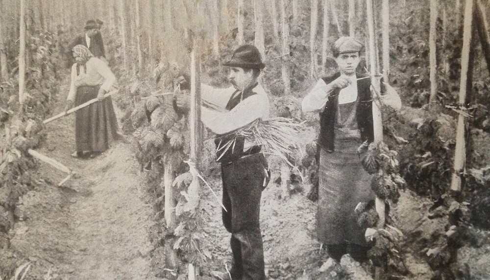 zatec hops harvest | © Land schafft Leben, 2018