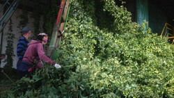 hops harvest | © Land schafft Leben, 2018