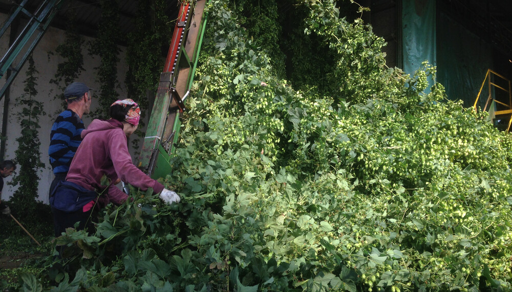 hops harvest | © Land schafft Leben, 2018