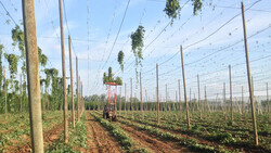 zatec hops | © Land schafft Leben, 2018