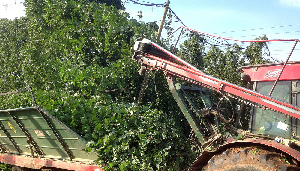 hops harvest | © Land schafft Leben, 2018