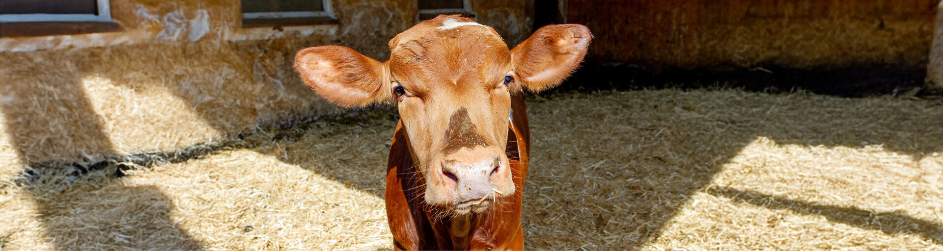 Rind in Tiefstreubucht | © Land schafft Leben