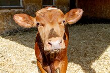 Rind in Tiefstreubucht | © Land schafft Leben