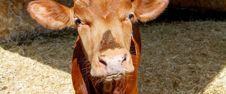 Rind in Tiefstreubucht | © Land schafft Leben