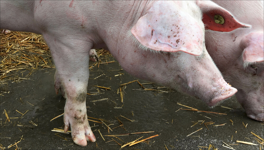 Schwein im Stall | © Land schafft Leben