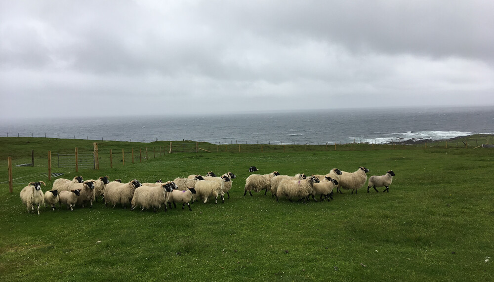 scotish speep "on green ground" | © Land schafft Leben 2019