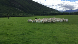 scotish speep "on green ground" | © Land schafft Leben 2019