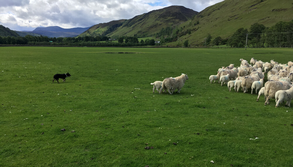 scotish speep "on green ground" | © Land schafft Leben 2019