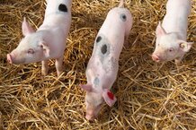 Ferkel im Stroh | © Land schafft Leben