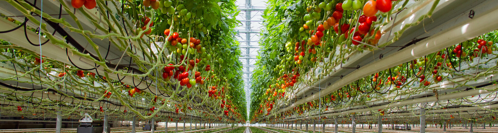 Tomatenproduktion im Glashaus | © Land schafft Leben