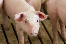 Ferkel in Vollspaltensystem | © Land schafft Leben