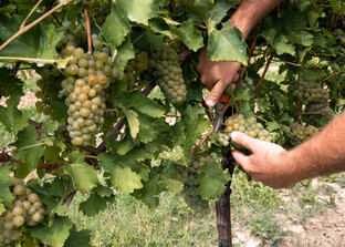 Weinlese | © Freepik