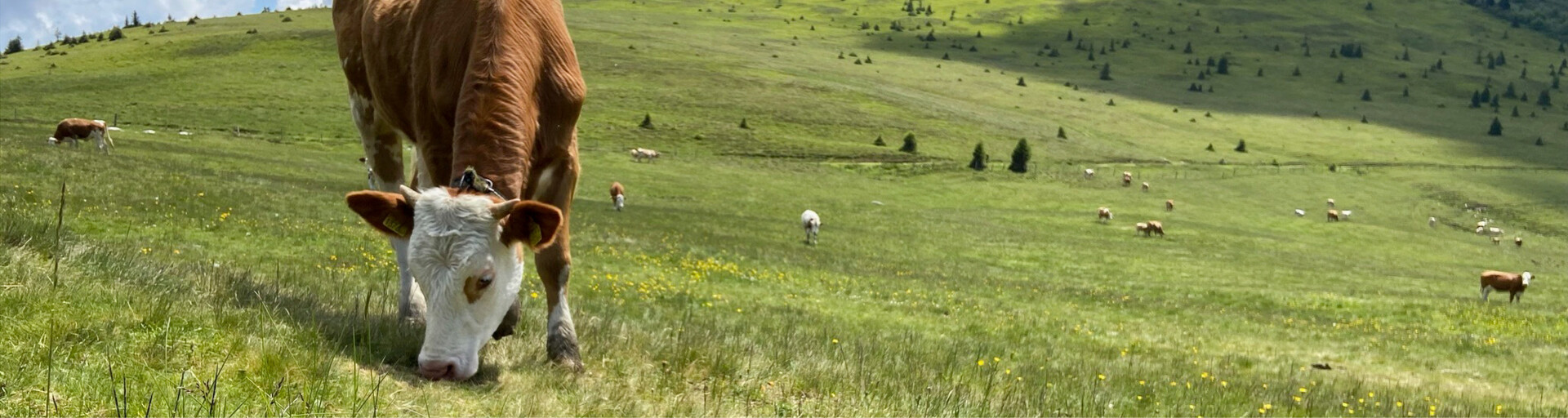 Kuh auf Alm | © Timo Küntzle/Land schafft Leben