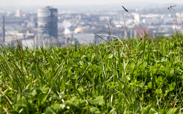 Gras über Stadt