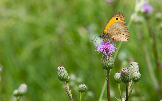 Schmetterling | © Land schafft Leben