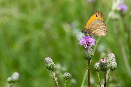 Schmetterling | © Land schafft Leben