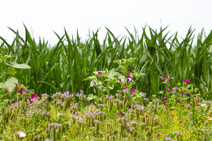 Blühstreifen und Wiese | © Land schafft Leben