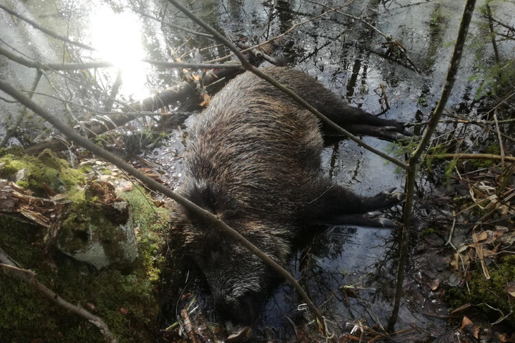 Totes Schwein im Wasser | © Lithuanian Pig Producers Association